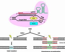 Image result for CRISPR-Cas sgRNA