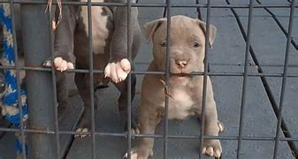 Image result for Adopt Pit Bull