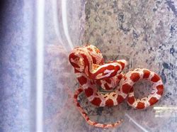 Image result for Candy Cane Corn Snake