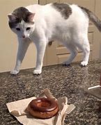 Image result for Cute Donut Cat