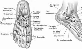 Image result for OS Tibiale Externum