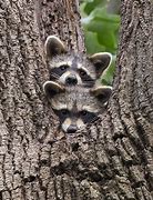 Image result for Raccoons Are Cute