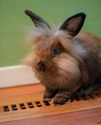 Image result for Siamese Sable Lionhead Rabbit