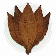 Image result for Tobacco Leaf with Plume