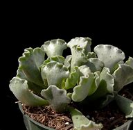 Image result for Adromischus Cactus