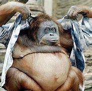 Image result for Funny Monkey Love