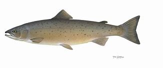 Image result for Salmon Fish Pic