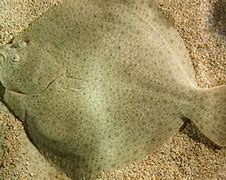 Image result for Pleuronectiformes