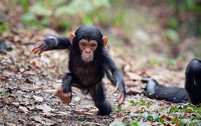 Image result for Stillborn Chimp