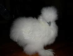 Image result for Miniature Chickens