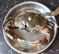 Image result for Ketam Bangkang