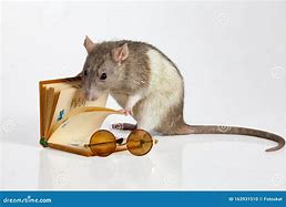 Image result for Rat Reading Book