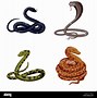 Image result for Cobra Snake Pattern