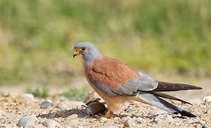 Image result for Lesser Kestrel Male