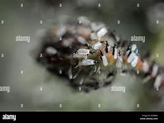 Image result for Flying Ants Swarm