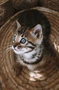 Image result for Lion Kitten