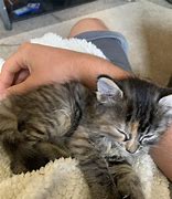 Image result for 6 Week Kitten