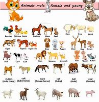 Image result for Baby Animals Called