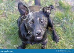 Image result for Smile Dog Black Room