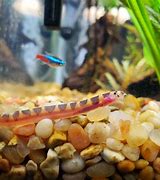 Image result for Best Loaches for Eating Snails