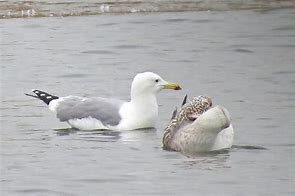 Image result for Caspian Gull