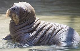 Image result for Albino Baby Walrus