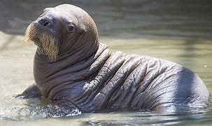 Image result for Albino Baby Walrus