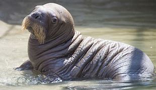 Image result for Baby Walrus Being Born