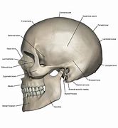 Image result for Human Skull Lateral View