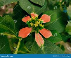 Image result for Mexican Fire Tree