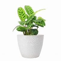 Image result for Cool Plant Pots