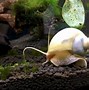 Image result for Best Loaches for Eating Snails