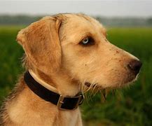 Image result for Free Dog Images No Copyright