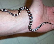 Image result for Corn Snake Arkansas