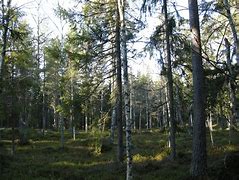 Image result for Swedish Forest