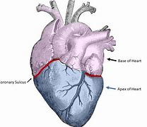 Image result for Atrioventricular Coronary Sulcus