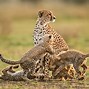 Image result for Cheetahs in the Wild