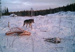 Image result for Wolf Hunting Deer