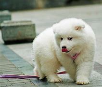 Image result for Small Samoyed