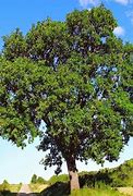 Image result for sub-Saharan Trees