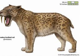 Image result for Smilodon Animal