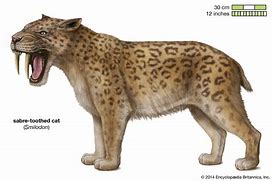 Image result for Sabertooth Tiger Front Wireframe