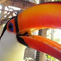 Image result for Toucan Tongue