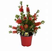 Image result for Maltese Plants