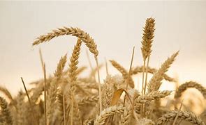 Image result for Wheat Harvest Pic