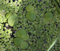 Image result for Greater Duckweed