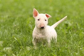 Image result for Bull Terrier Babies