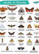 Image result for Florida Brown Moth