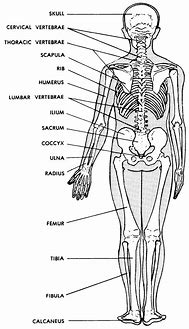 Image result for Open Diagram of Bone