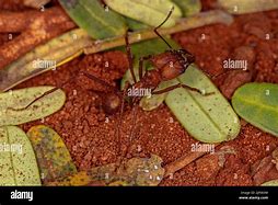 Image result for Genus Atta Ant